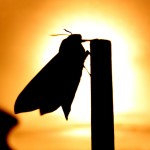 Außenbeleuchtung lenkt Insekten von ihrer mondabhängigen Flugbahn ab